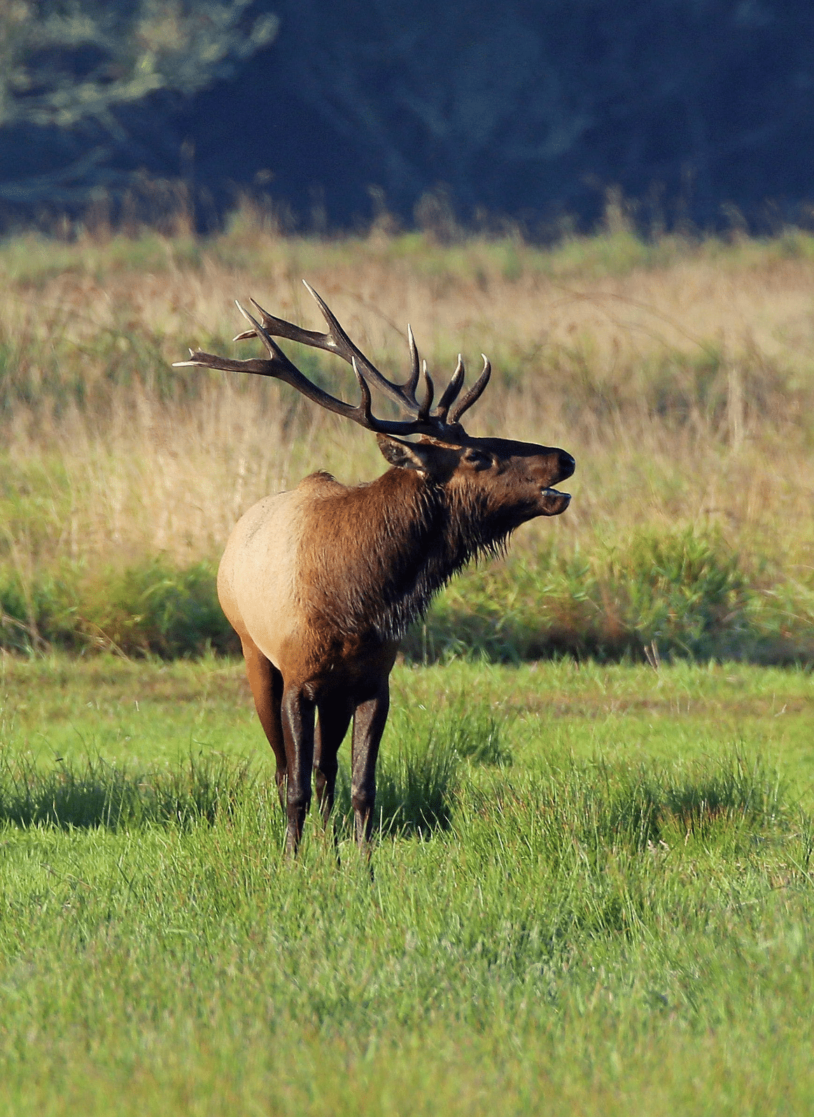 elk-in-grassy-brush