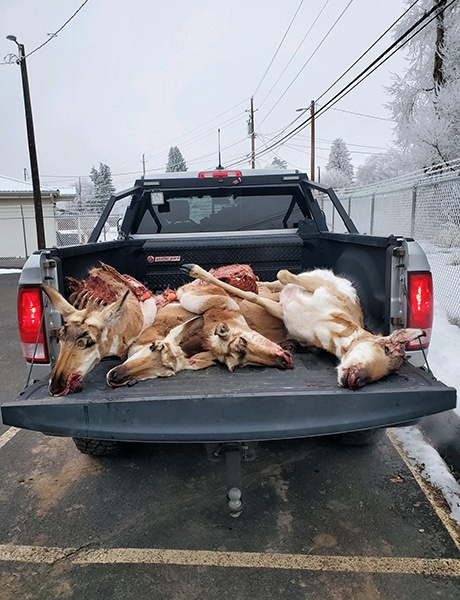 Four pronghorn antelope were taken in a thrill kill poaching incident in Harney County. The incident, which happened in a field near the town of Crane, left two of the animals dead and the other two were euthanized due to extensive injuries. Oregon Hunters are offering a reward of $1,000 for information that leads to an arrest or citation in the case.