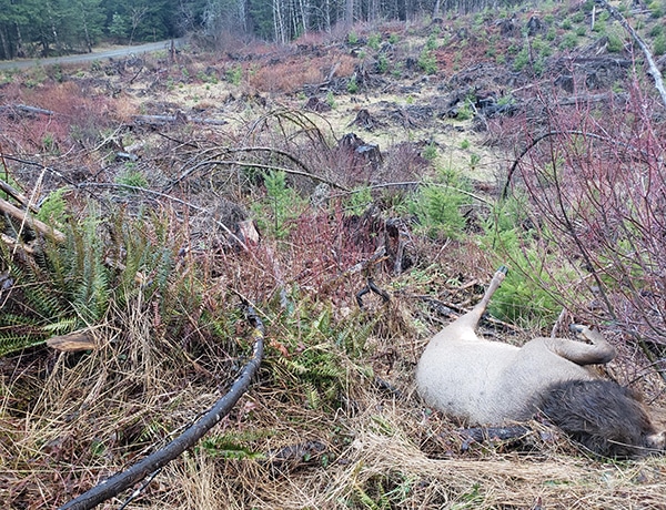 This cow elk was left to waste along the Valsetz Mainline Rd. in Polk County on Feb. 11. A second elk was field dressed and pulled out of the clearcut by two men. OSP would like to hear from anyone who knows the story behind this double kill in which one animal was left to waste. Photo credit: OSP F&W