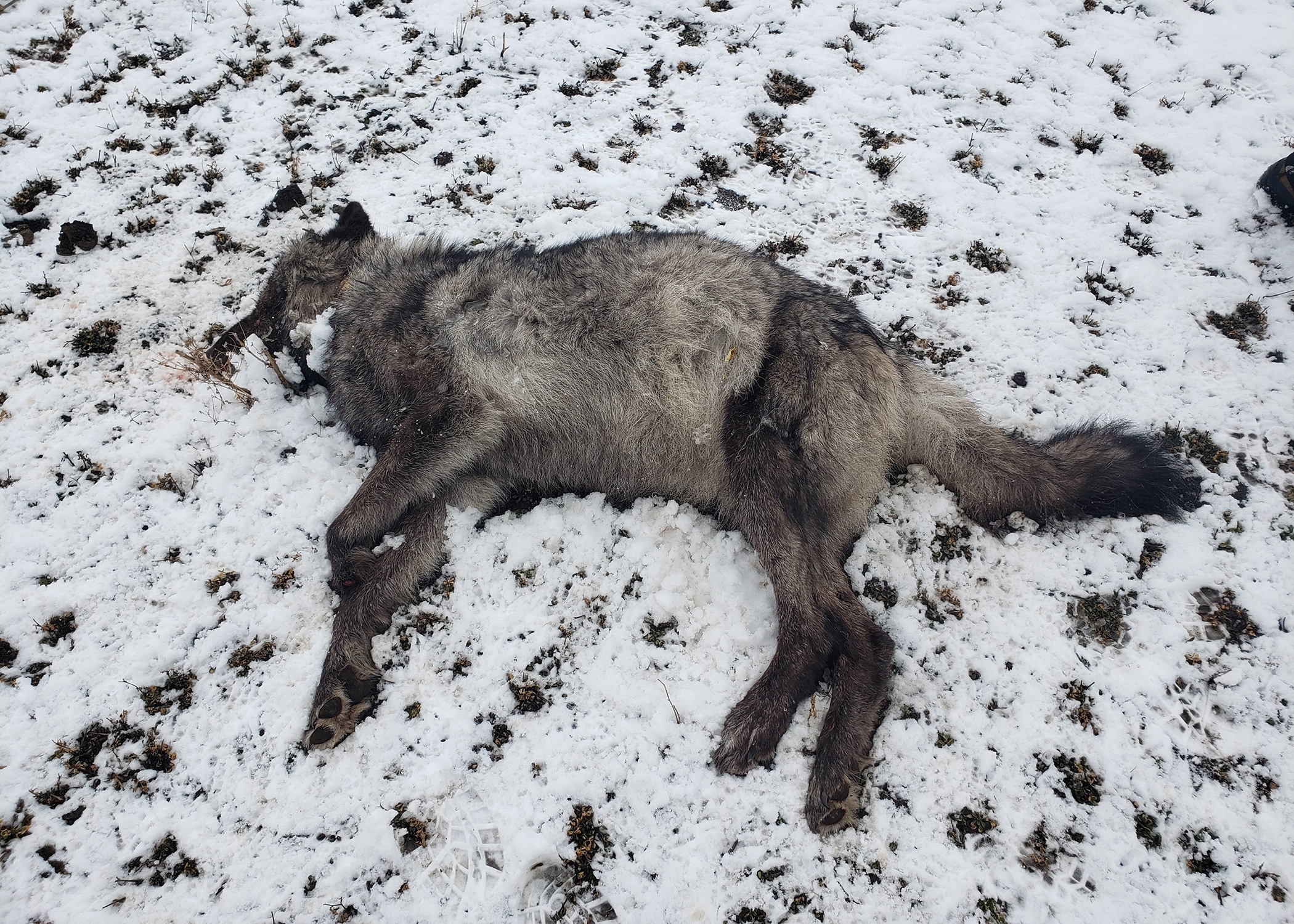 Wolf OR109 was shot near Cove in Union Co. on Feb 15. Non-profits are offering $22,500 for information that leads to an arrest or citation.